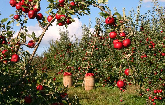 APPLE TREE pixabay